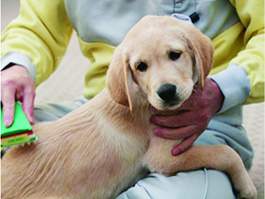 Shimane Asahi Rehabilitation Program Center General guidance for reform: puppy program