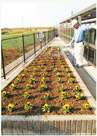 社会貢献活動によって植え替えられた花壇【写真提供：高松保護観察所】